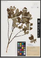 Foto von Salix appendiculata Vill.